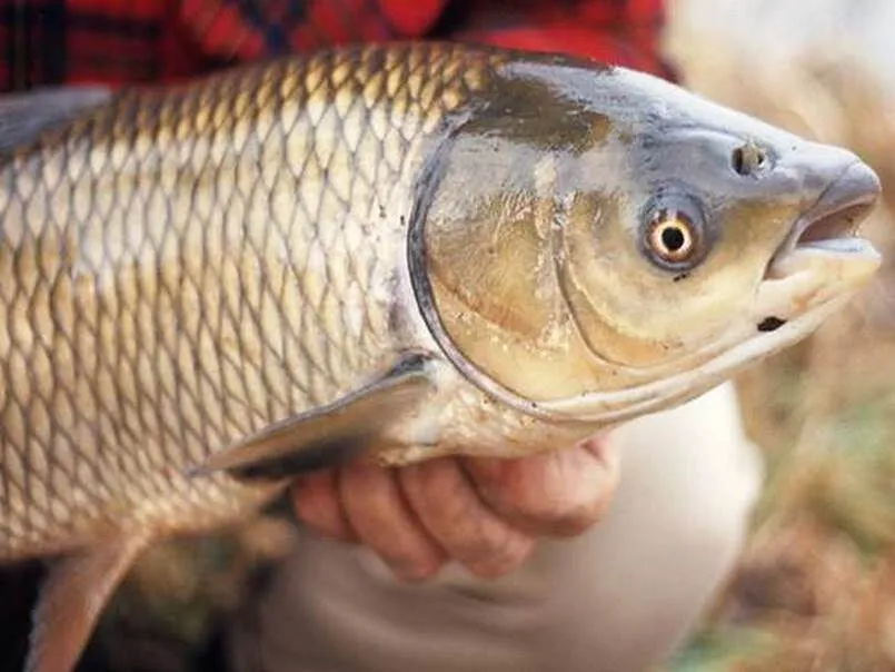 Giấc mơ thấy cá trắm mang tới nhiều trải nghiệm thú vị