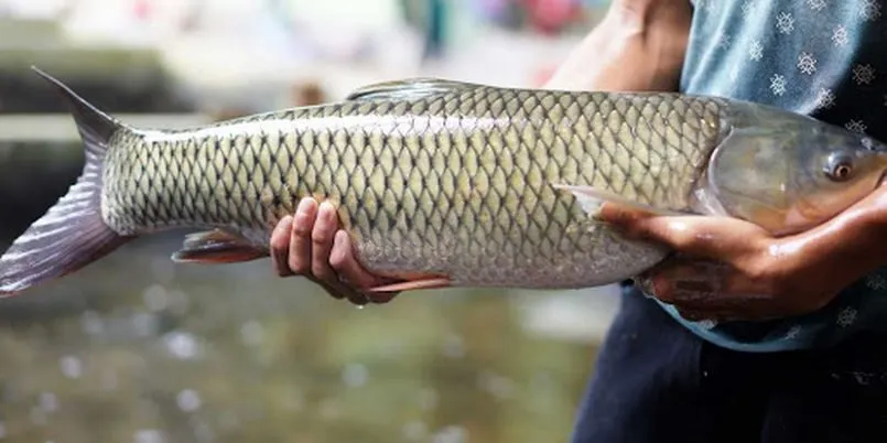 Giải mã chi tiết để hiểu được ý nghĩa tương ứng với giấc mơ đã gặp được