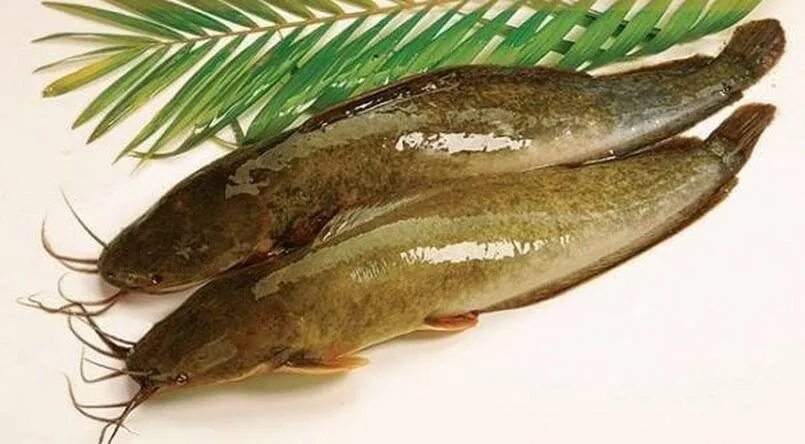 Mơ thấy cá trê là hình ảnh dễ dàng thấy được trong giấc ngủ