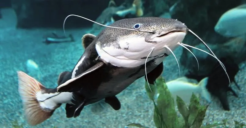 Mỗi giấc mơ thấy hình ảnh cá trê lại mang ý nghĩa khác nhau