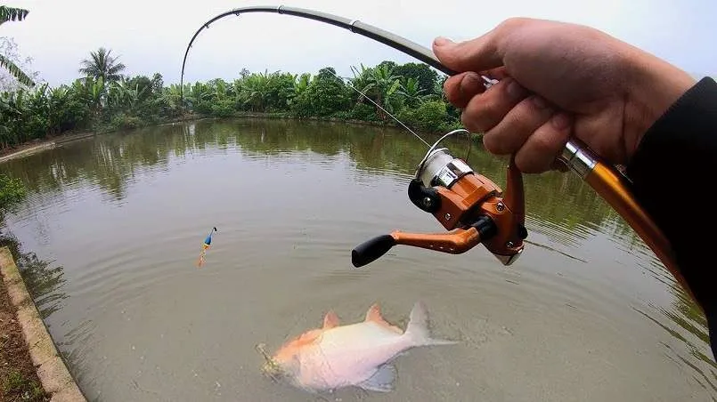 Giấc mơ không câu được cá