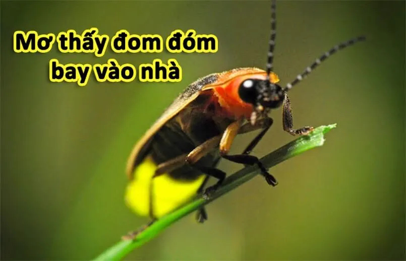 Tìm hiểu nghĩa của giấc mơ thấy đom đóm bay vào nhà là gì