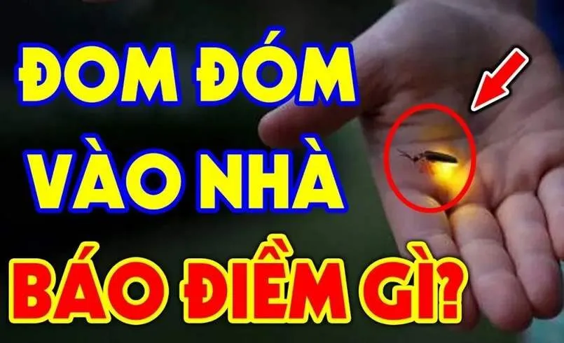 Mơ thấy đom đóm bay vào nhà có thể là điềm báo gì đó