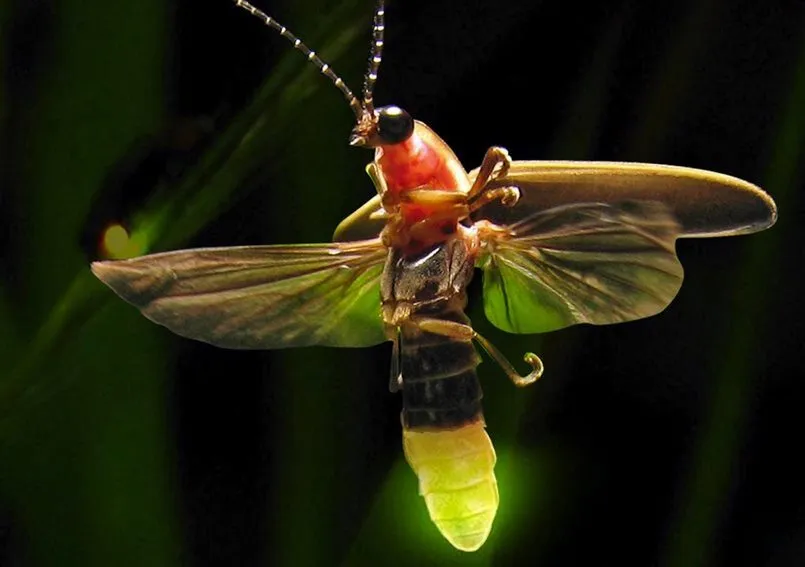 Đom đóm bay vào trong nhà qua giấc mơ thể hiện nhiều điều