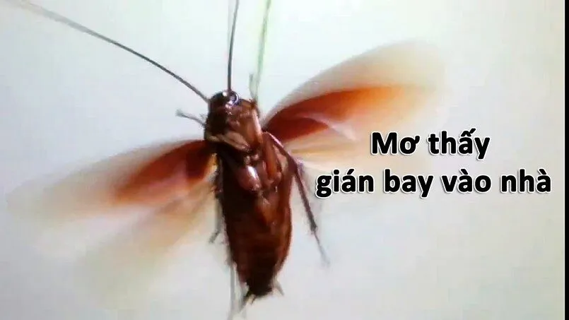 Tìm hiểu ý nghĩa của giấc mơ thấy gián bay vào nhà đêm hôm qua