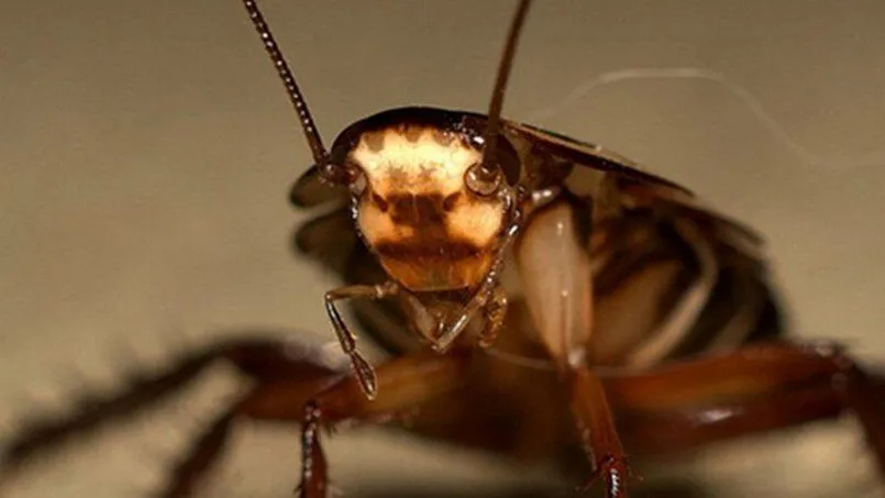 Nằm mơ con gián bay vào nhà bạn mang nhiều ý nghĩa