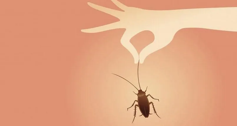 Giải đáp ý nghĩa giấc mơ gián bay vô nhà và gợi ý số đánh đề