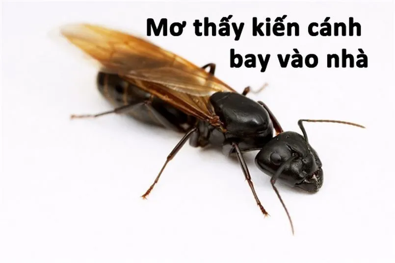 Giải đáp ý nghĩa của giấc mơ thấy kiến cánh bay vào nhà
