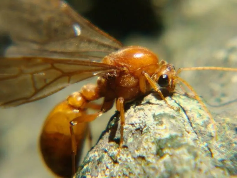 Kiến cánh là loài côn trùng hay xuất hiện ban đêm