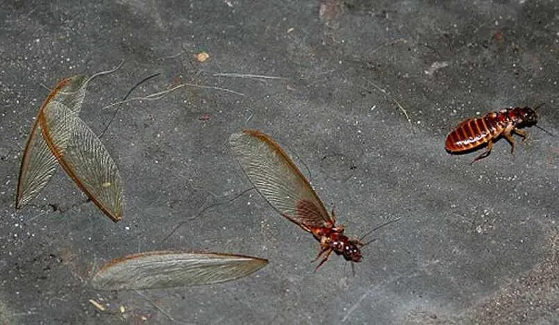 Thông điệp từ giấc mơ kiến cánh bay vào trong nhà