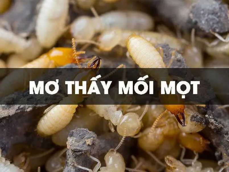 Giấc mơ thấy con mối bay vào trong nhà thường xuyên xuất hiện