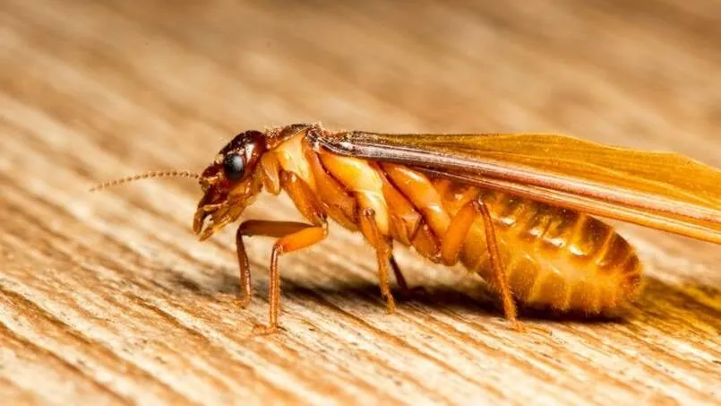 Mơ thấy mối bay vào nhà là một trong số nhiều giấc mơ thấy mối