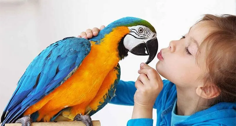 Vẹt là một trong những loài chim được nhiều người lựa chọn nuôi làm chim cảnh