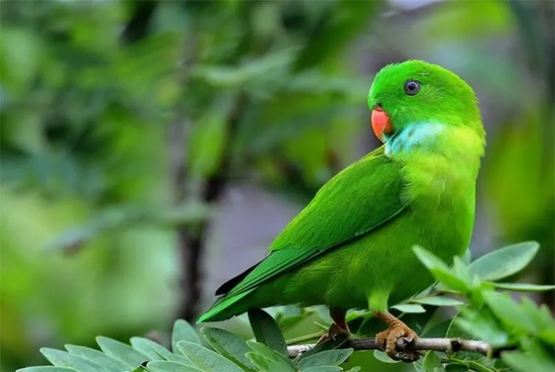 Mỗi giấc mơ liên quan đến con vẹt sẽ có con số may mắn kèm theo